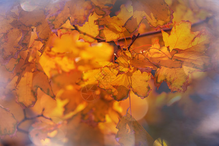 秋天季节五颜六色的黄叶特写镜头适用于背景图像宁静的高清图片素材