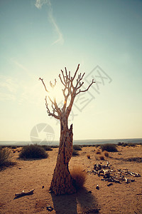 非洲沙漠中的箭树纳米比亚,非洲图片