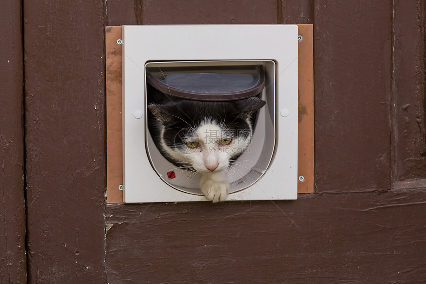 门口为猫拍摄的漂亮的塔比猫的特写镜头图片