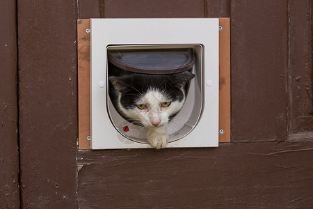 门口为猫拍摄的漂亮的塔比猫的特写镜头高清图片