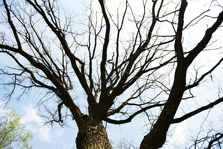 大树的裸露枝条天空的底部景色背景图片