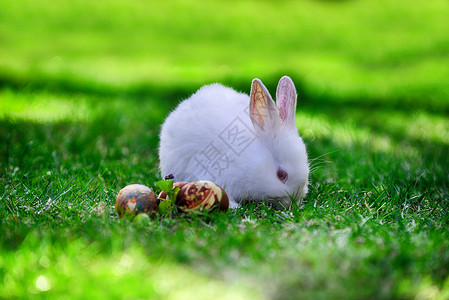 白兔复活节彩蛋背景图片