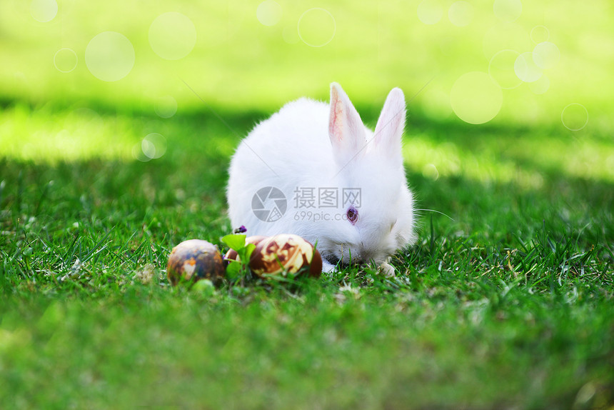 白兔复活节彩蛋图片
