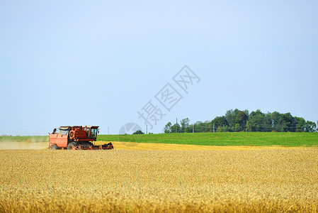 稻草拖拉机麦田的工作收割机背景