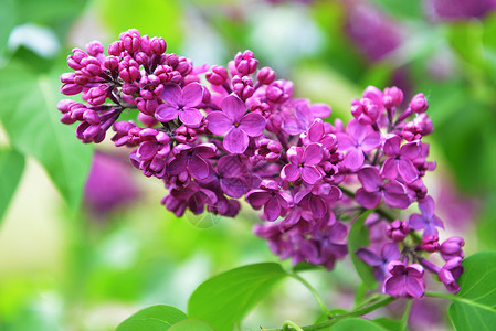 紫色丁香花盛开五月天背景图片