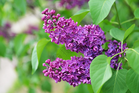 紫色丁香花盛开五月天背景图片