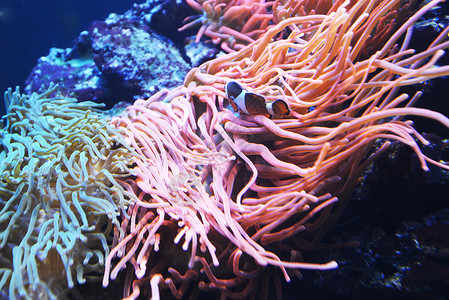 海洋水族馆中的珊瑚藻类图片