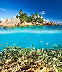 塞舌尔群岛的珊瑚礁鱼图片