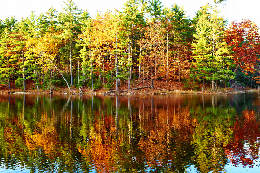 美国新罕布什尔州白山森林池塘图片
