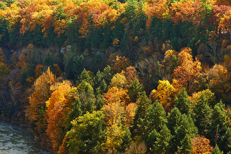 莱奇沃思州立公园的秋天场景高清图片