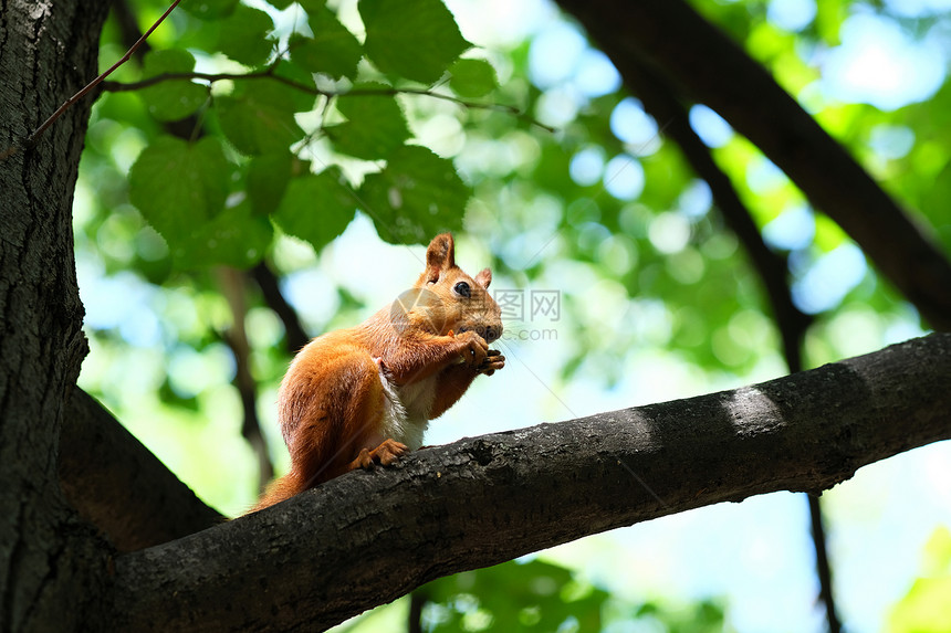 红松鼠树上吃坚果图片