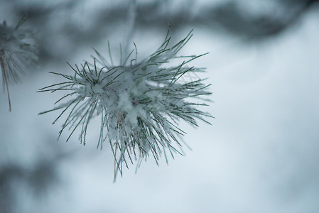 诞常绿云杉松树大自然中覆盖着新鲜的雪霜冰图片