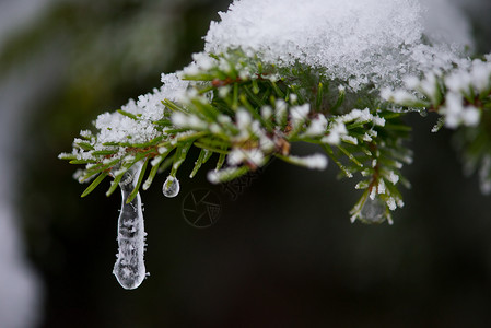 诞常绿云杉松树大自然中覆盖着新鲜的雪霜冰背景图片