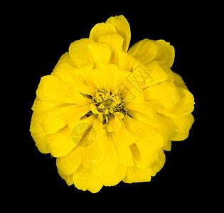 美丽的黄花,夜花园里雨滴,孤立黑色的背景上图片