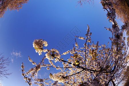 春天樱花的花朵图片
