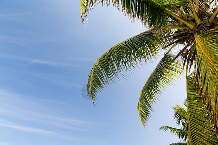 椰子树和椰子旅游,度假,自然暑假的可可棕榈树蓝天背景
