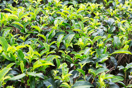 农业农业植物自然斯里兰卡茶园图片