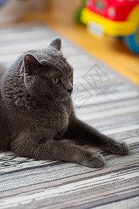 宠物品种家畜英国短毛猫躺家里地毯上的特写图片