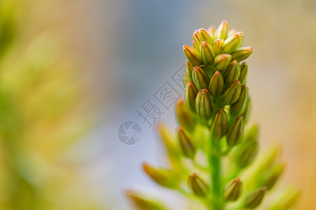 园艺,植物,花卉,自然植物特写的伊雷穆鲁斯狐尾百合花图片