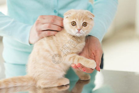 宠物,动物猫的苏格兰折叠猫女人图片