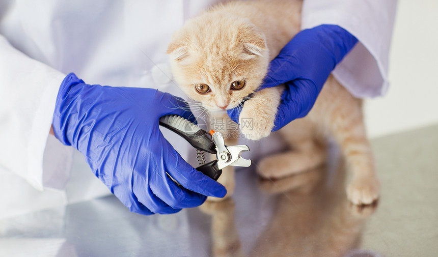 医学,宠物,动物,美容人的兽医医生与剪刀切割苏格兰折叠小猫指甲兽医诊所图片