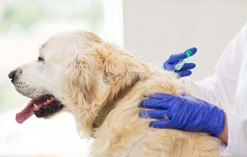 医学,宠物,动物,保健人的密切兽医医生与注射器疫苗注射黄金猎犬兽医诊所图片