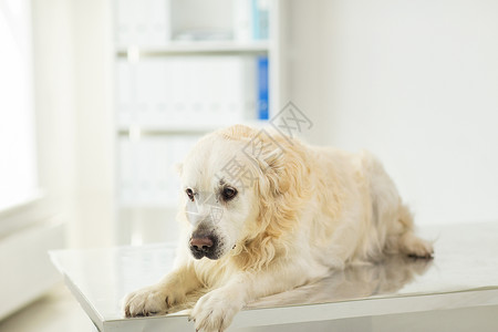 医学,宠物,动物保健黄金猎犬兽医诊所图片