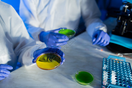 科学化学人的培养皿中用化学样品的科学家实验室进行测试研究背景图片