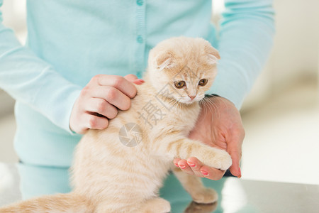 宠物,动物猫的苏格兰折叠猫女人图片