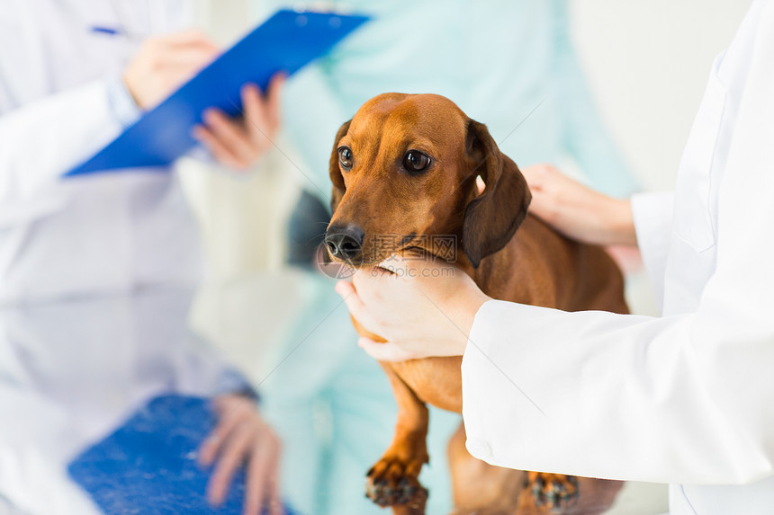 医学,宠物护理人的密切的达奇顺德狗兽医医生与剪贴板兽医诊所笔记图片