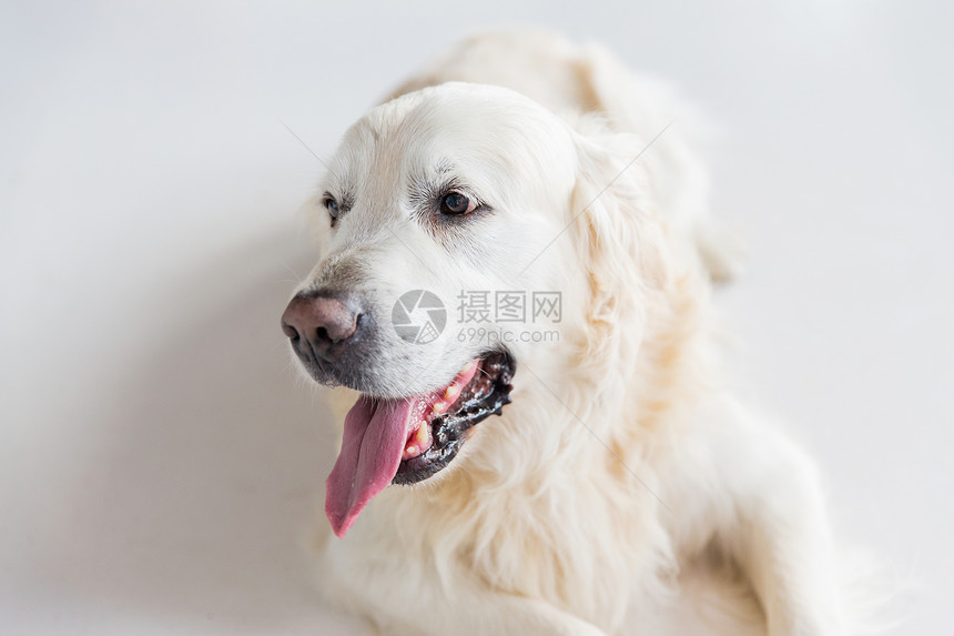 医学,宠物动物的金毛猎犬的特写图片