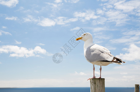 鸟类野生动物的海鸥木桩上的海蓝色天空景观海鸥飞过大海蓝天图片