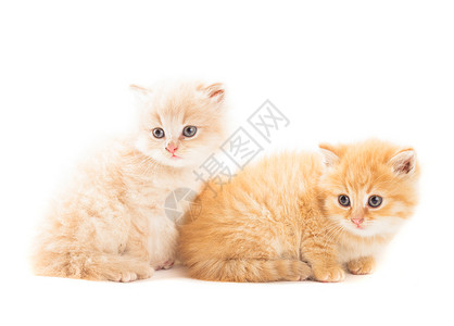 两只姜猫两只红色小猫白色背景上被隔离两只红色小猫背景