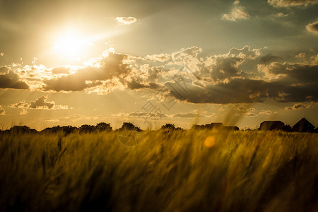 日落的麦田天空上自然景观麦田图片