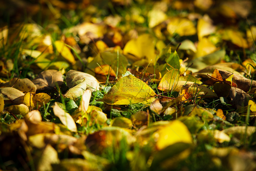 干燥的落叶躺绿色的草地上外阳光明媚的秋日秋天的背景图片