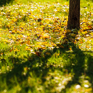秋天花园里的树荫围绕着叶子秋天时间图片