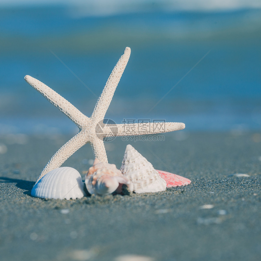 沙滩上的海星贝壳海景视图图片