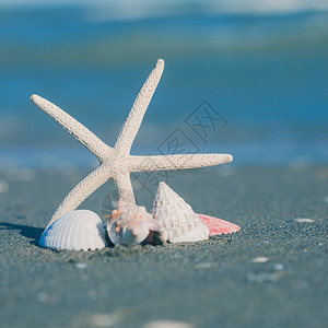 沙滩上的海星贝壳海景视图图片