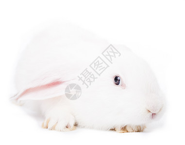 可爱的兔子被隔离白色的背景上可爱的白兔图片