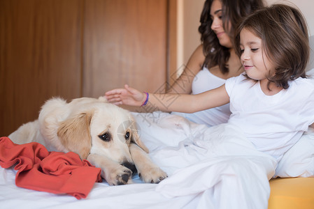 金色猎犬小狗床上与人类家庭专注于狗高清图片
