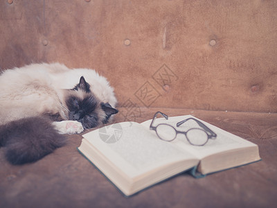 KT猫布套杯只猫正沙发上研究本打开的书副眼镜背景