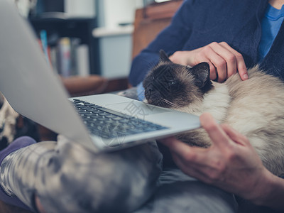 个轻的女人家里用她的笔记本电脑,只猫坐她的腿上高清图片
