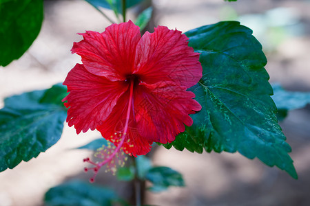 红色芙蓉花与绿叶特写高清图片