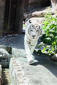动物园里的大白孟加拉虎图片