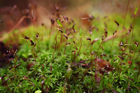 湿森林苔藓与露珠特写图片