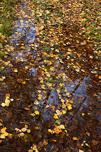 秋天落叶黄叶水坑里图片