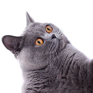 美丽的灰色短毛英国猫,明亮的黄色眼睛图片
