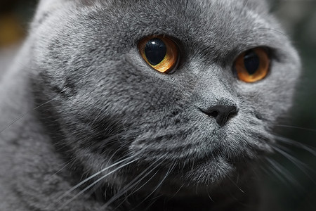 灰色英国猫的口靠近图片