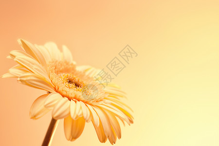 朵淡粉色的非洲菊花靠近图片