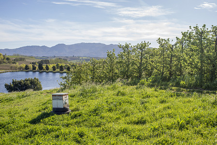 个蜜蜂箱站农场梨树附近郁郁葱葱的青草上背景图片